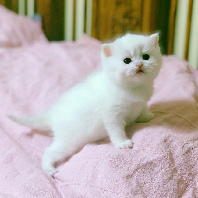 英短银点渐层男孩bricy1233male1